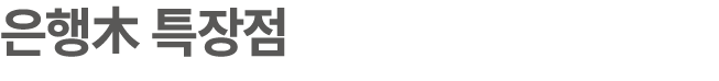 은행木 특장점